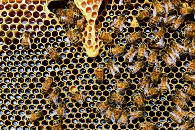 Weiselzelle Bienenvolk Waldonig