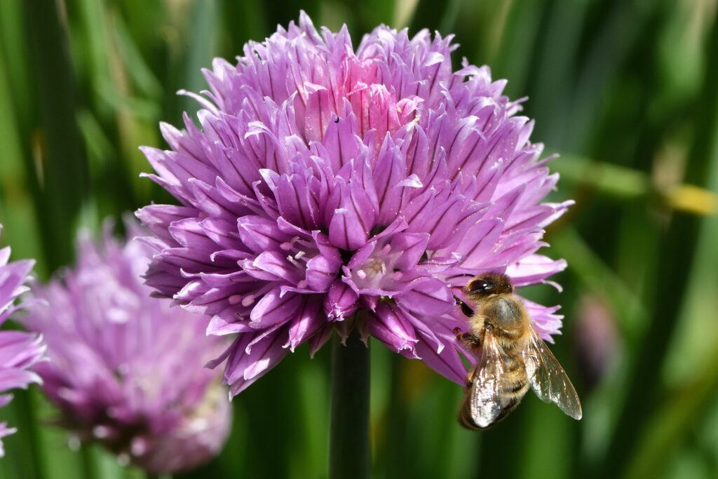 Biene Schnittlauch Garten