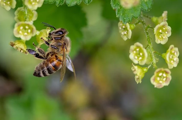 Biene Blüten