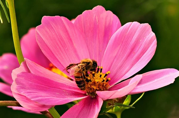 Biene Blume