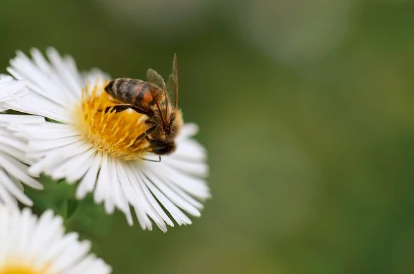 Biene Pollen Gänseblümchen