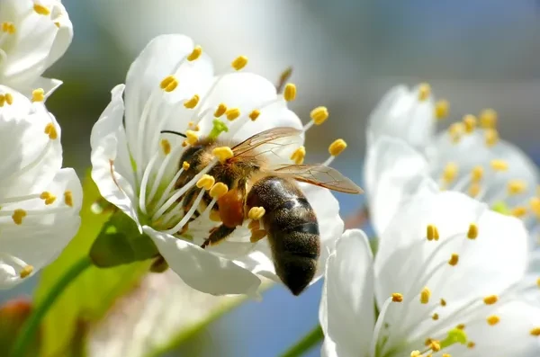 Biene Obstblüte Nektar