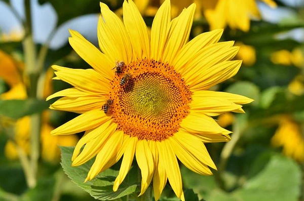 Biene Bestäubung Sonnenblume