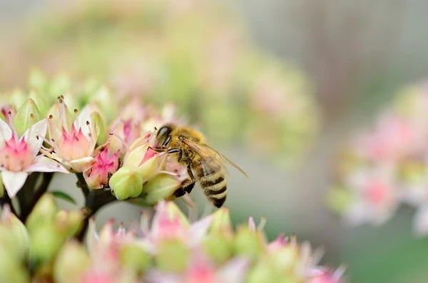 Biene Strauch Blüte