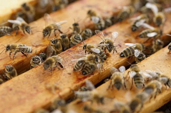 Bienen Gassen Rähmchen