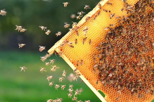 Bienen Rähmchen Anflug