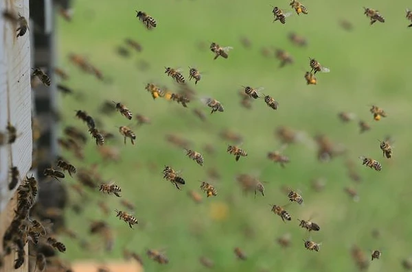 Bienenstock Bienen Anflug