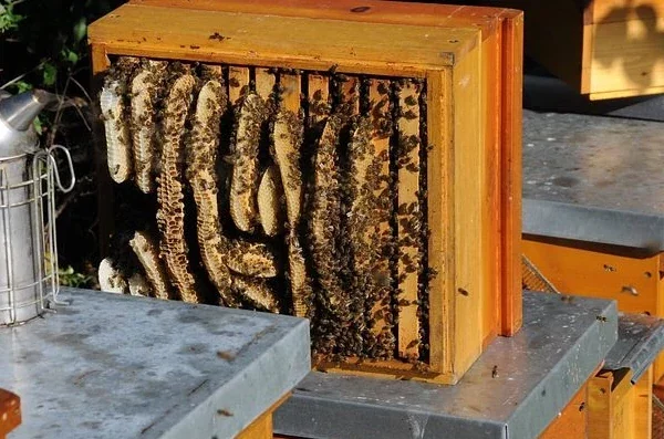 Bienenwaben Wildbau Bienenstock