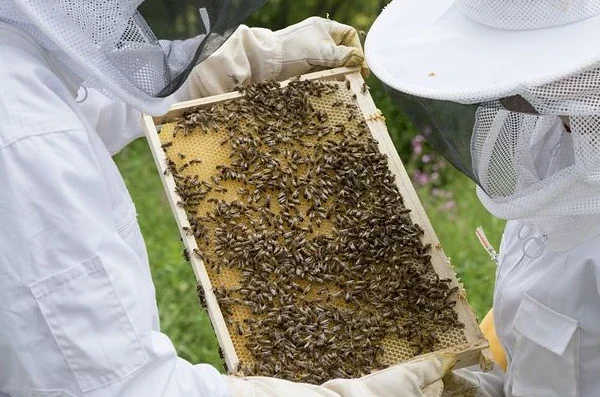 Imker Bienenrähmchen Zander