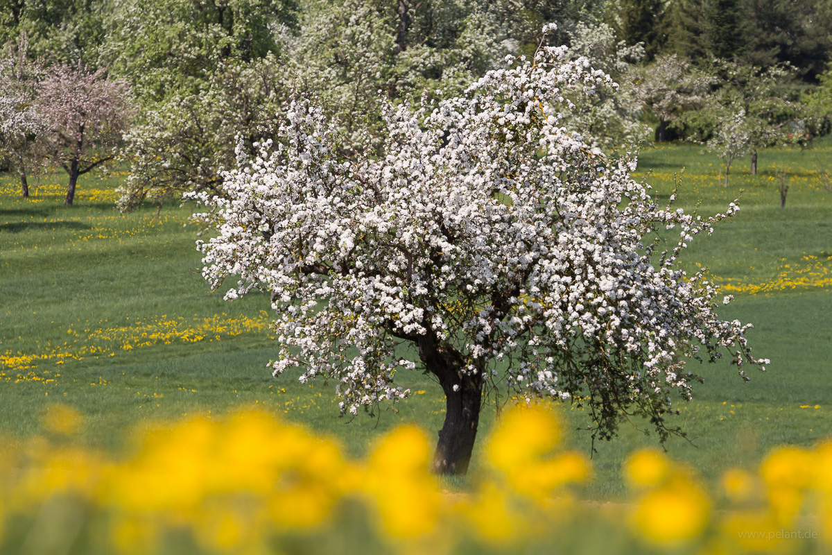 Streuobstblüte