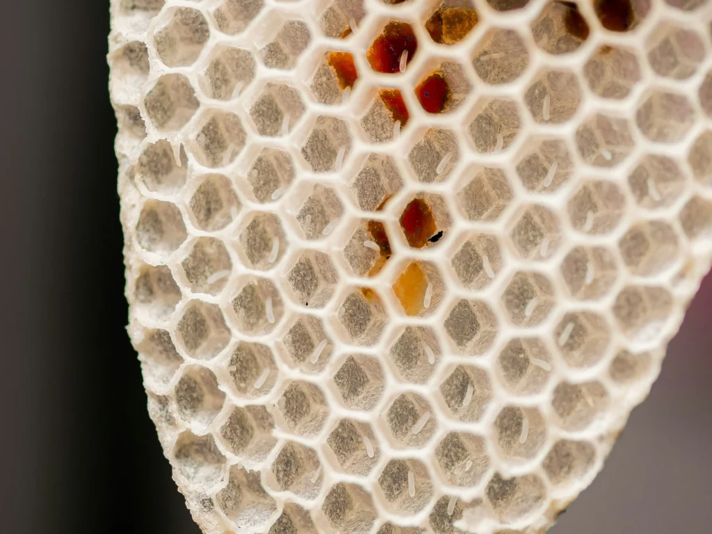 Bienen Ei Stifte Pollen Wabe