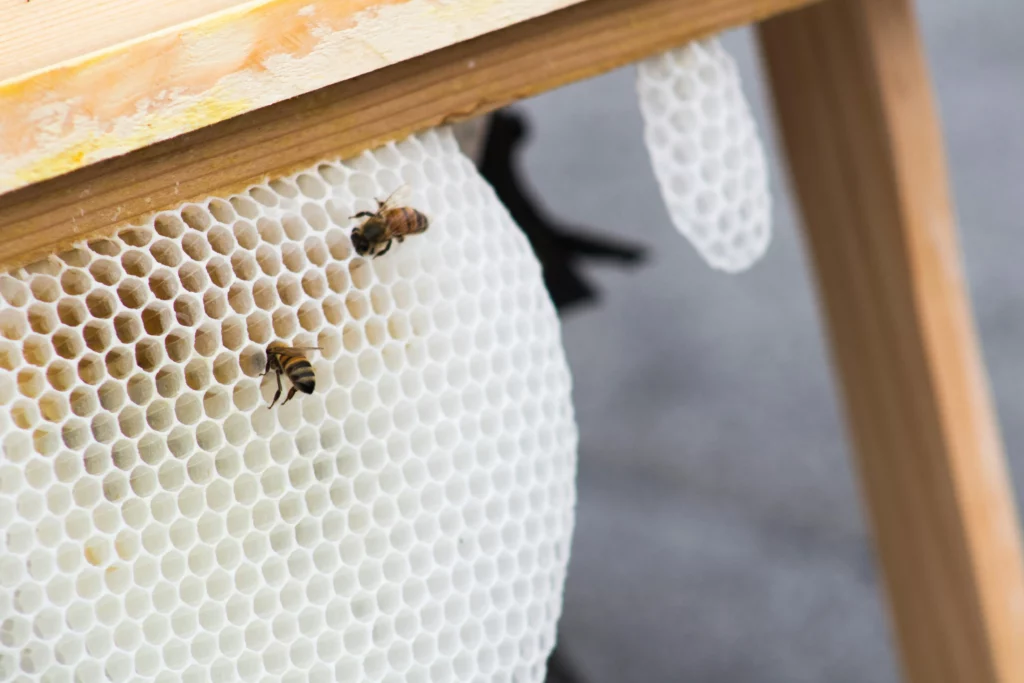 Bienen Imker Drohnenrahmen Wildbau