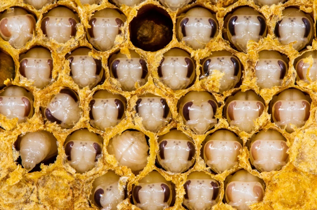 Bienenmaden offene Zelle vor Verdeckelung