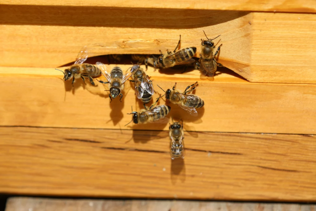 Flugloch Ableger Bienen