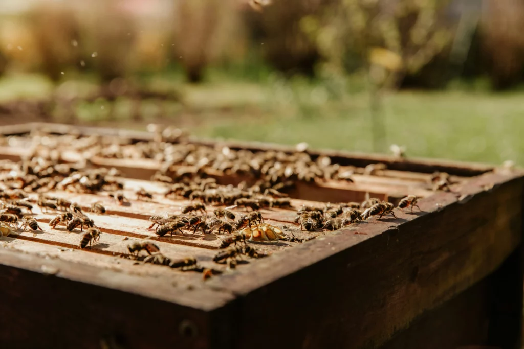 Bienen Rähmchen offene Zarge